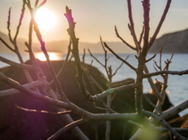 Winter Light through the Branches Αίγινα, χειμώνας, ηλιοβασίλεμα, φύση, Aegina, winter, sunset, nature