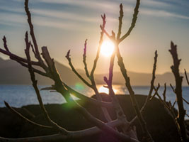 Sunset through the Branches Αίγινα, ηλιοβασίλεμα, δέντρα, φως, χειμώνας, Aegina, sunset, branches, trees, light, winter