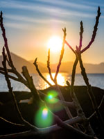 Sunset through the Branches Αίγινα, ηλιοβασίλεμα, δέντρα, φως, χειμώνας, Aegina, sunset, branches, trees, light, winter