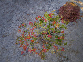 Pistachio trees from above 