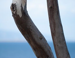 Tree silhouetes 