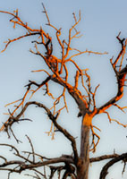 Tree silhouetes 