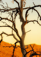 Tree silhouetes 