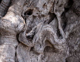Formations on an ancient trunk αρχαίος ελαιώνας, ελιά, κορμός, υφή, Αίγινα, Aegina, olive tree, ancient grove, textures, nature, bark detail
