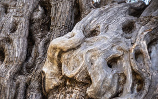 Figure on the trunk Aegina, Greece, abstract nature, aigina, ancient, ancient olive grove, detail, eleonas, olive grove, olive tree, organic forms, pattern, texture, tree bark, wood, αιγινα, αρχαιος ελαιωνας, ελαιωνας
