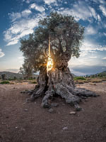Ancient Olive Tree in Light and Shadow Aegina, Greece, Nature, aigina, ancient, ancient olive grove, ancient olive tree, countryside, eleonas, heritage, landscape, olive grove, roots, sunlight, timeless, αιγινα, αρχαιος ελαιωνας, ελαιωνας
