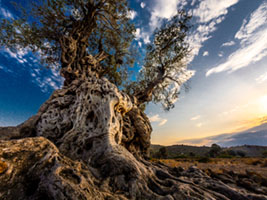 Roots to the Sky Aegina, Greece, Nature, aigina, ancient, ancient olive grove, countryside, eleonas, heritage, landscape, olive grove, olive tree, roots, sky, wide angle, αιγινα, αρχαιος ελαιωνας, ελαιωνας