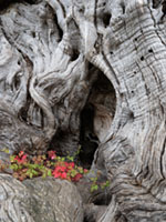 Flowers on Olive Tree Trunk Aegina, Greece, Mediterranean, Nature, aigina, ancient, ancient olive grove, ancient tree, detail, eleonas, heritage, olive grove, olive tree, roots, texture, timeless, tree trunk, wood, αιγινα, αρχαιος ελαιωνας, ελαιωνας