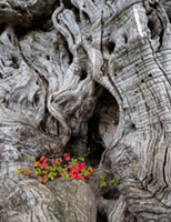 Flowers on Olive Tree Trunk Aegina, Greece, Mediterranean, Nature, aigina, ancient, ancient olive grove, ancient tree, detail, eleonas, heritage, olive grove, olive tree, roots, texture, timeless, tree trunk, wood, αιγινα, αρχαιος ελαιωνας, ελαιωνας