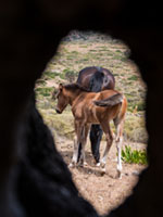 Horses at the ancient olive grove Aegina, Animal, Greece, Nature, aigina, ancient, ancient olive grove, countryside, culture, foal, frame within frame, horse, horses, olive grove, portrait, rural, rural life, storytelling, traditional, αιγινα, αρχαιος ελαιωνας, ελαιωνας