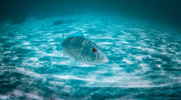 Playing with a Striped Seabream Aegina, Mediterranean, Nature, Striped Seabream, aquatic, blue water, fish, marine life, sea, underwater, wildlife