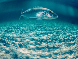 Playing with a Striped Seabream Aegina, Mediterranean, Nature, Striped Seabream, aquatic, blue water, fish, marine life, sea, underwater, wildlife