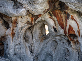 Formations on an ancient trunk αρχαίος ελαιώνας, ελιά, κορμός, υφή, Αίγινα, Aegina, olive tree, ancient grove, textures, nature, bark detail
