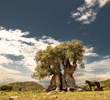 Wisdom of an olive tree Aegina, Greece, Mediterranean, Nature, agriculture, aigina, ancient, ancient olive grove, ancient tree, black and white, countryside, eleonas, heritage, landscape, olive grove, olive tree, roots, trees, αιγινα, αρχαιος ελαιωνας, ελαιωνας