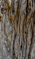 Formations on an ancient trunk αρχαίος ελαιώνας, ελιά, κορμός, υφή, Αίγινα, Aegina, olive tree, ancient grove, textures, nature, bark detail